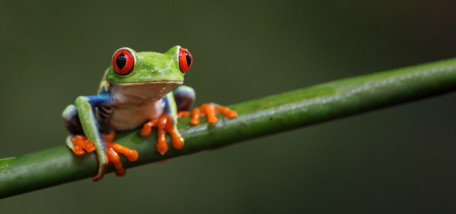 grüner frosch mit roten augfen auf ast mit dunkelgrünem hintergund grüner frosch mit roten augfen auf ast mit dunkelgrünem hintergund